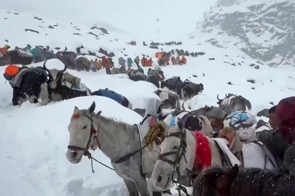 Villagers and oxen ascending a snowy mountain during a rescue effort for hikers trapped by heavy snow.