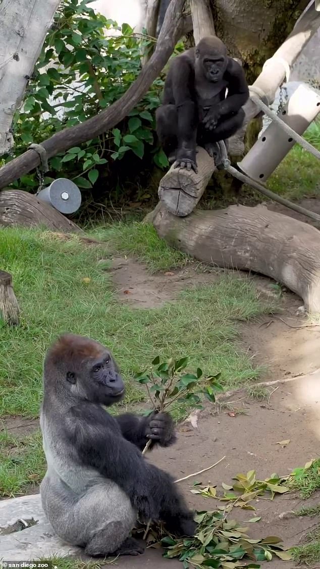 Denny¿s outburst also came just weeks after the death of his older brother Maka, a 30-year-old western lowland gorilla who died unexpectedly in August after suffering a cardiac event