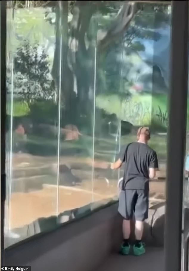 While some zoogoers rushed away, others moved in closer to see the damage for themselves