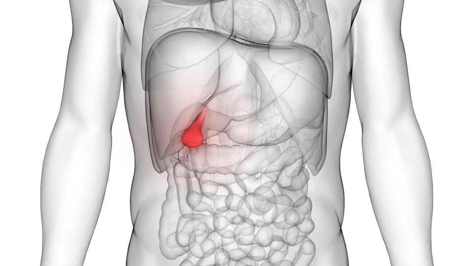 Illustration of the human gallbladder, highlighted in red, within the abdominal cavity.