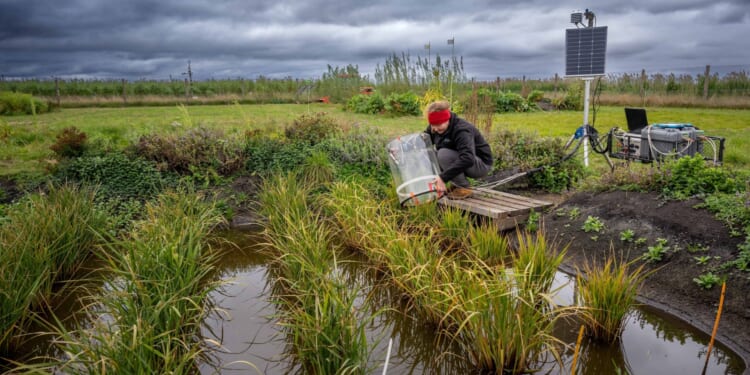 Britain's first rice crop being harvested as farmers make best of record-breaking hot summer
