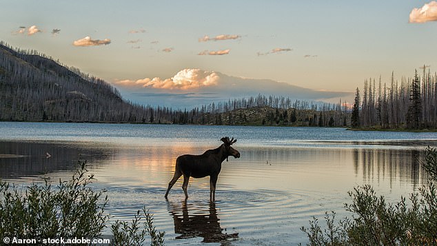 There has been a 92 per cent increase in searches for Big Sky, Montana, close to the Yellowstone National Park