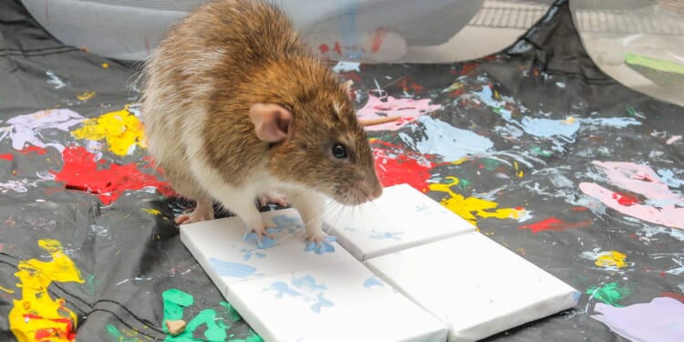 95p Asda buy will keep rats out of your home and garden all winter before cold weather invasion