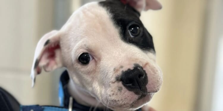 The top myths about rescue pets revealed