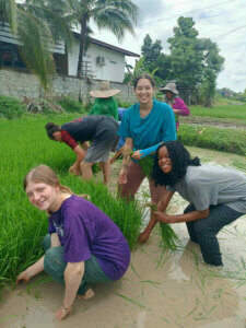 Worldwide Witness interns harvest rice in Thailand. 