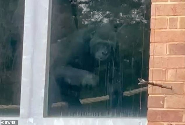 In the clip, one gorilla can be seen tapping on the window as the camera pans across overgrown paths, empty habitats and deserted visitor buildings