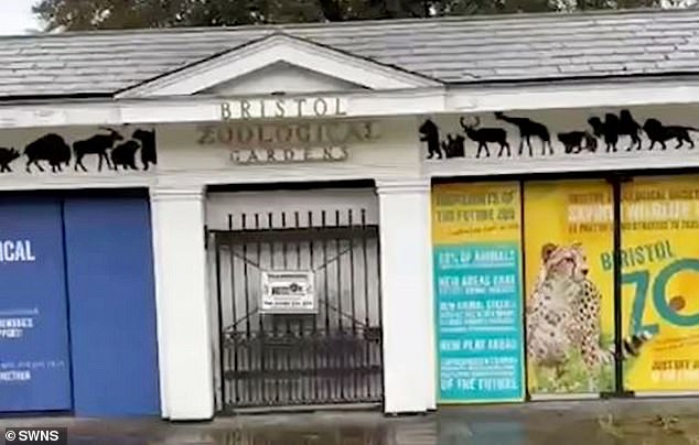 The zoo said it had 'stepped up security' due to a number of break ins since the closure - that it claimed had put both the safety of the gorillas and 'intruders' at risk