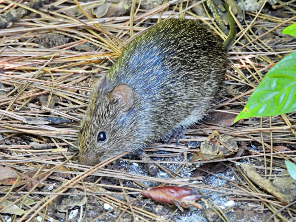 Marsh Rice Rat (Oryzomys palustris) on the ground.