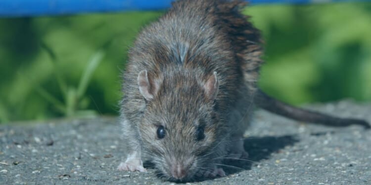 Drizzle 35p condiment to ward off mice from your home and garden this winter