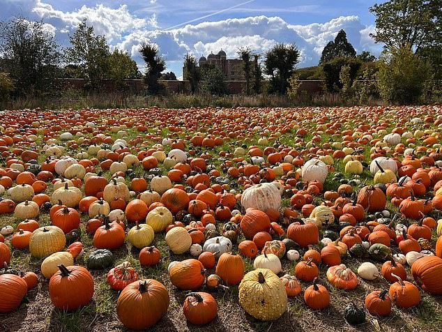 There are more than 30 different varieties of pumpkins, squashes and gourds to choose from at Doddington’s pumpkin patch – best of all, entry is free
