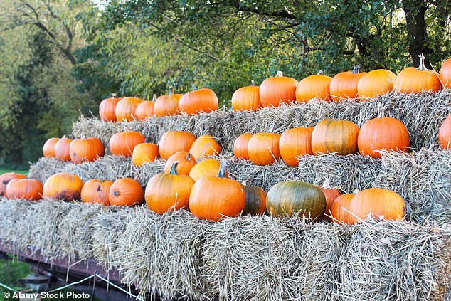 At Kenyon Hall Farm in Cheshire, there is an absolutely huge pumpkin patch, with around 20,000 grown each year