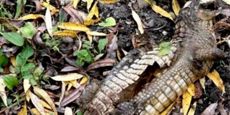 Mystery as CROCODILE spotted in UK river... with cops launching frantic hunt to track it down