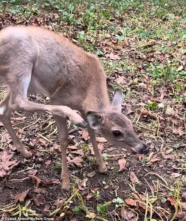 On Friday morning, DAWG shared a long-awaited update on Facebook: Peanut will live