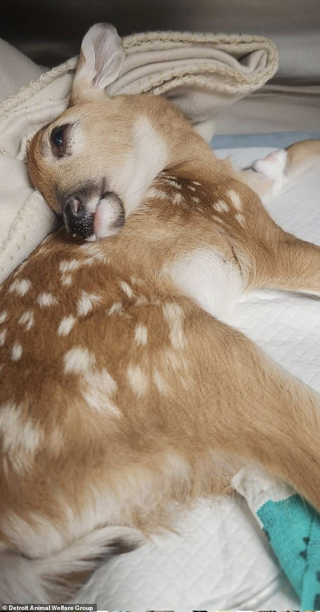 Peanut (pictured) arrived at DAWG in critical condition, with the facility revealing that the fawn was lying on her side, extremely weak and unable to move