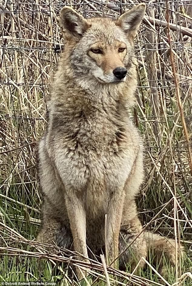 DAWG is now urging the community to speak up for Kota (pictured), who Whitmer has yet to respond to despite bipartisan requests for her rescue