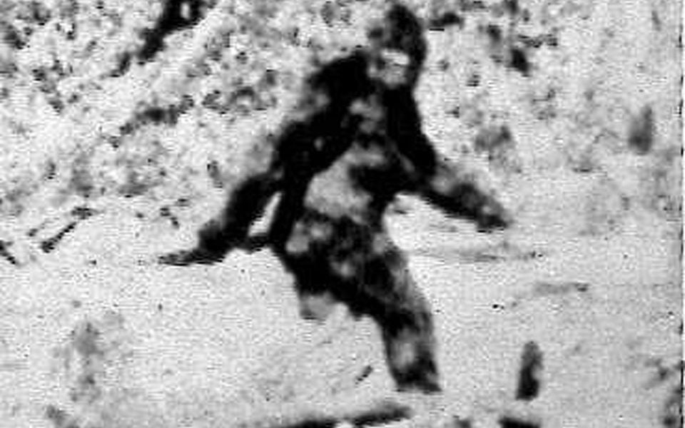 Patty, the alleged female Bigfoot, striding away from the camera in a grainy black and white image.