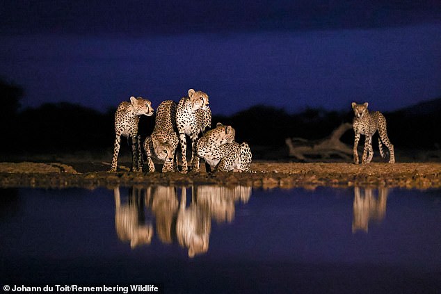 Five cheetahs photographed at blue hour - during the brief period just before sunrise and just after sunset - in Shompole Hide in kKenya