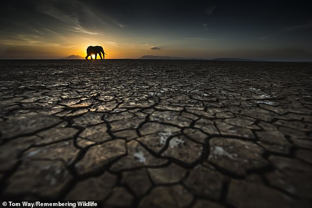 The African elephant, whose life is often cut short by a bullet, spear or poison arrow, has seen many attempts to be protected and preserved as a species