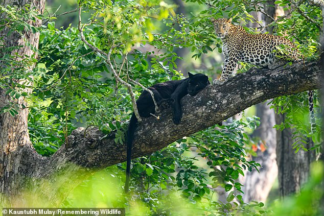 Two Indian leopards - the melanistic species, left and spotted, right - at the Nagarhole National Park, also known as Rajiv Gandhi National Park, a wildlife reserve in the South Indian state of Karnataka
