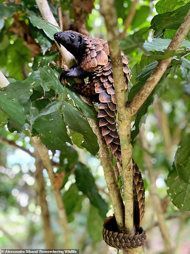 The black-bellied pangolin, captured at Sangha Lodge on the high banks of the Sangha River on the edge of the Central African Republic's Dzanga-Sangha Special Reserve
