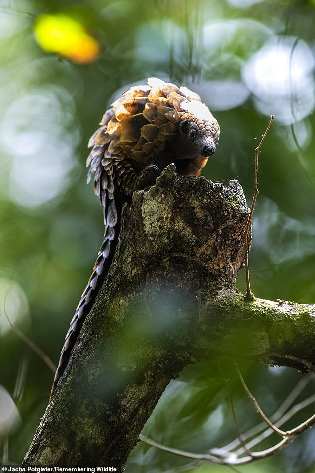 The black-bellied pangolin is a tree-climbing species found in Africa - with a light body, helping it adapt to navigate branches