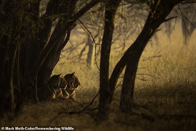 Bengal tigers photographed at Ranthambore National Park. Over the last 100 years, hunting and forest destruction have reduced tiger populations