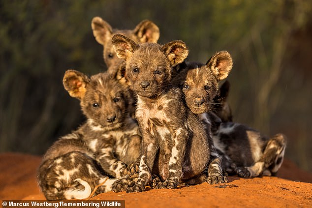 African wild dogs in Tswalu Kalahari Reserve in South Africa