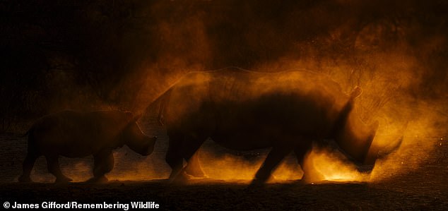 A southern white rhino captured at the Kalahari in Botswana