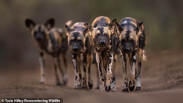 African wild dogs roam in the Mana Pools National Park, located in the northern most part of Zimbabwe along the Zambezi River