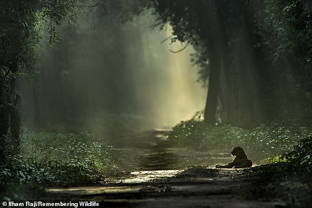 The Sri Lankan leopard, in Wilpattu National Park in Sri Lanka. They are threatened in the wild due to habitat loss and hunting
