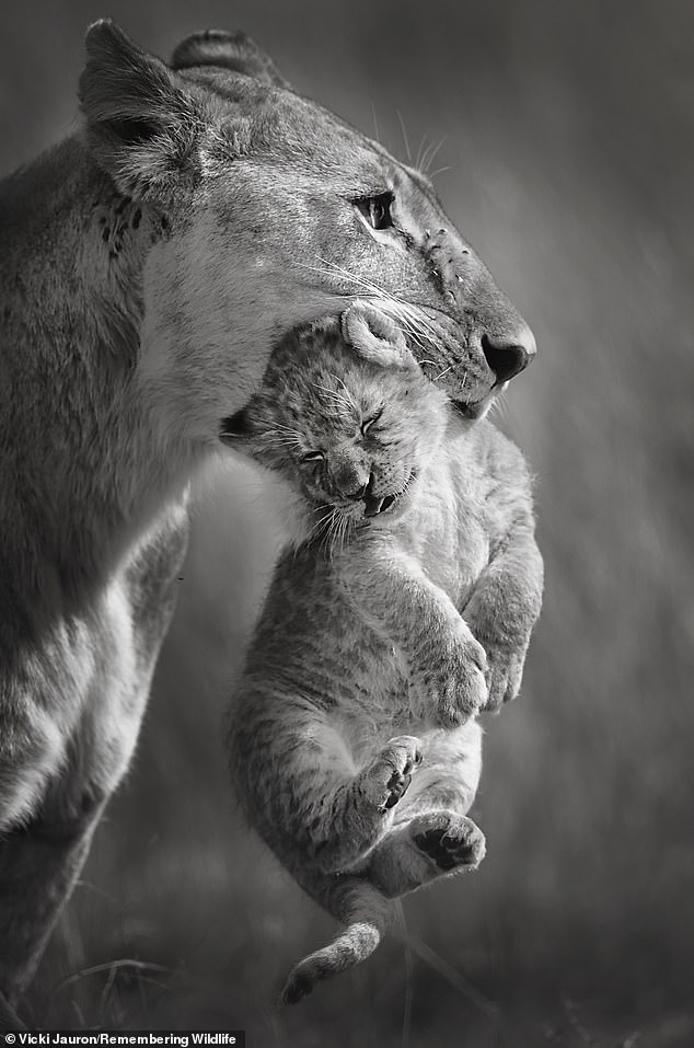 A lioness holds a baby in her mouth in the Maasai Mara National Reserve in Kenya