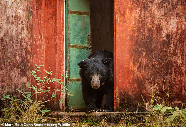 Ranthambore National Park's sloth bear, a shaggy-haired bear native to the Indian subcontinent