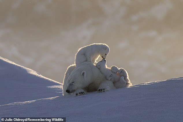Polar bears curl up and play in the snow against the beautiful backdrop of Canada's Baffin Island
