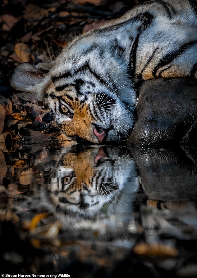 A magnificent shot of a Bengal tiger and its reflection in Bandhavgarh National Park, India