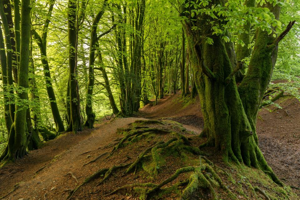 NINTCHDBPICT001032082511