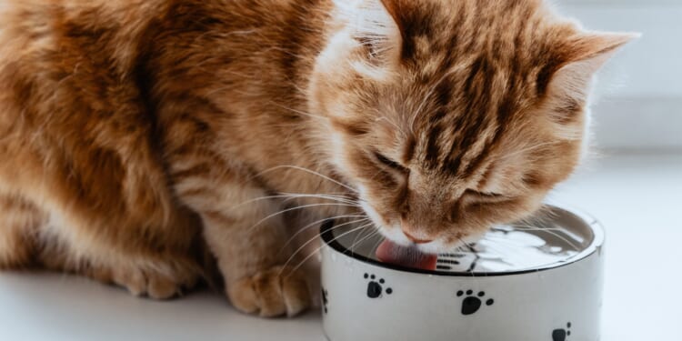 From fatal bacteria in drinking bowls to a dog with nightmares