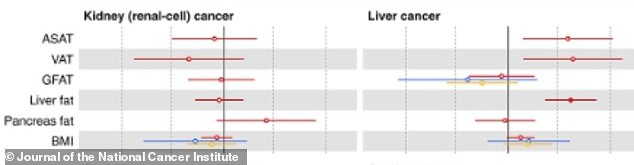 Deep abdominal fat (VAT) was associated with a 39 percent higher risk of kidney cancer. Fat stored within the liver itself was associated with a 309 percent higher risk of liver cancer