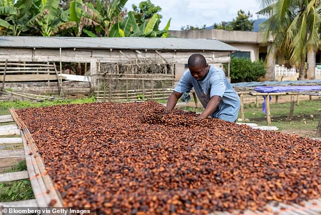 Unusual rainfall and high temperatures saw cocoa futures prices more than double in 2024 - a farmer is pictured here arranging cocoa beans to dry in the town of Kwabeng, Ghana