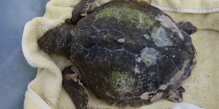 Mystery as incredibly rare & 'critically endangered' species washes up on UK beach