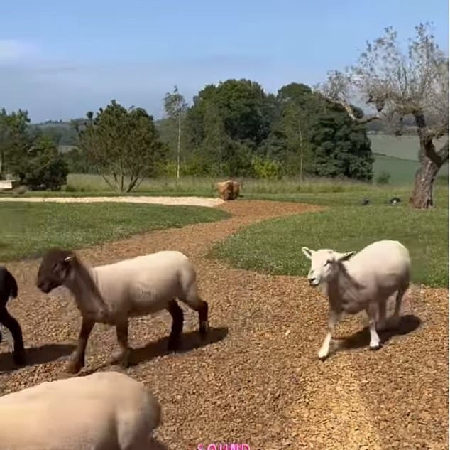 DeGeneres has said she bought the sheep so they could mow the lawn but it's a problem that they keep escaping the grounds