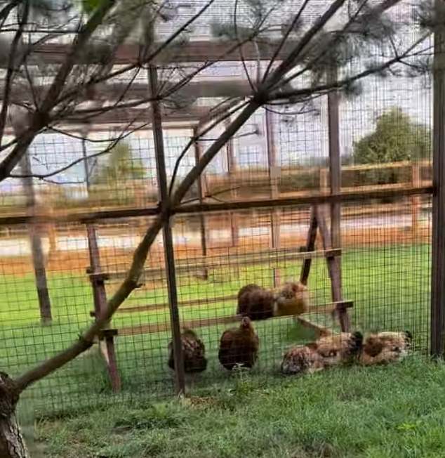 There is also a large chicken coop for the birds to hang out in