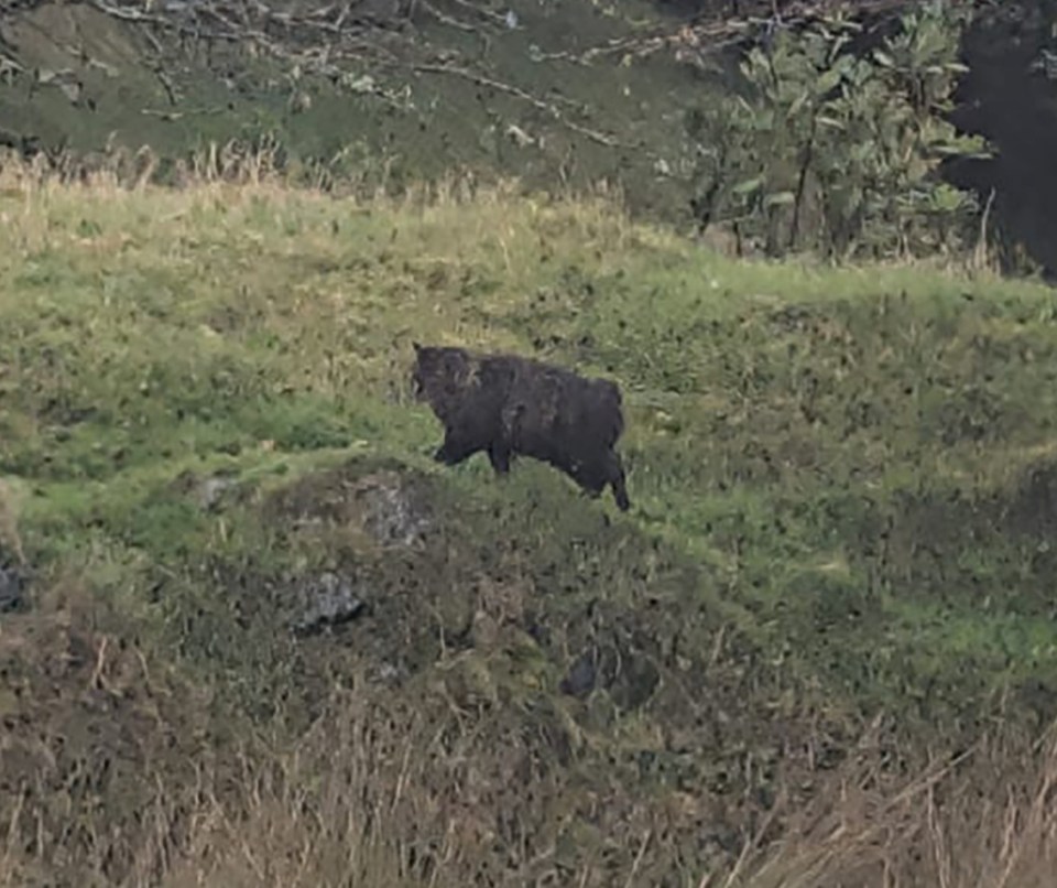 A dark-furred mysterious beast standing on a grassy hill, with trees in the background.