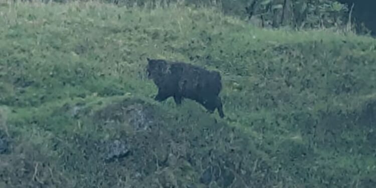 Mysterious 'predator' stalking villagers around Dartmoor has been unmasked — as a FAT CAT