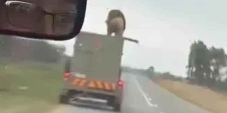 Shock moment giant lion escapes 60mph moving truck & climbs on ROOF before making a break for it in South Africa