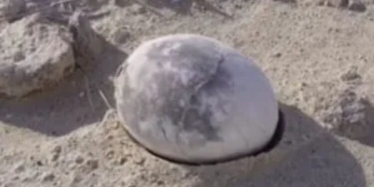 Moment archaeologists reveal perfectly preserved 70m-year-old dinosaur egg