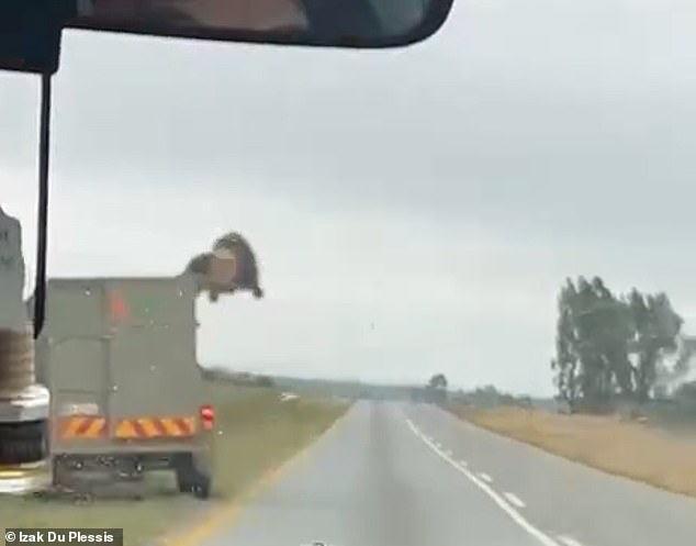 Nel described the inside of the truck transporter as 2.5 meters high with smooth walls. He said apart from a ripped nail and other minor problems, the lion was healthy with no apparent fractures