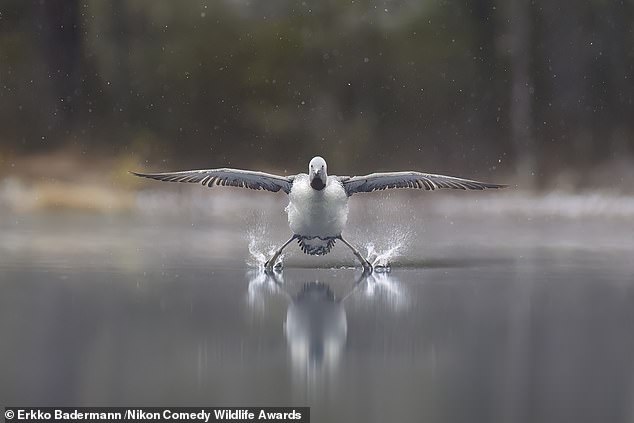 Now in its tenth year, the competition has become one of the most eagerly anticipated events in wildlife photography, celebrating humour as a way to connect people to conservation. 'Landing Gears Down': A Red-throated Loon is pictured landing on water