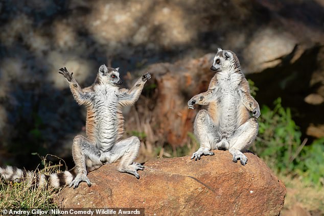 The images were chosen from thousands of submissions, with finalists selected for both their technical skill and their ability to make judges laugh out loud. 'Welcome to Zen Lemur Yoga Course!': Lemurs in the above image are seen demonstrating their flexibility and balance