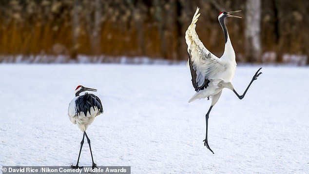 'OMG he's at it again!': Morning antics of the Red-Crowned Cranes
