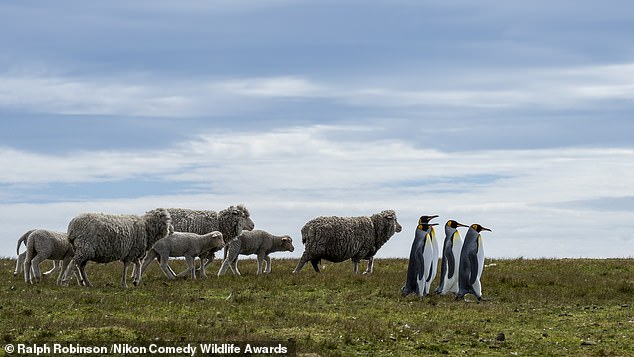 Pied Piper of Penguins: King penguins were pictured leading sheep on the Falkland Islands